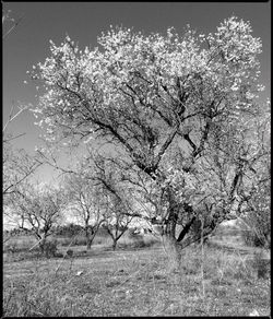 Bare trees on field