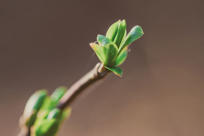 Close-up of flower bud