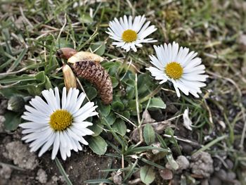 Close-up of white flowers blooming on field