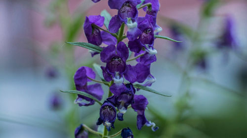 Close-up of purple flowers