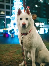 Close-up portrait of a dog