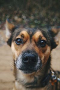 Close-up portrait of dog on field