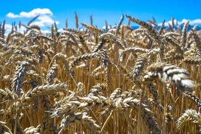 Close-up of crops on field against sky