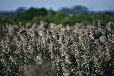 Close-up of plants growing on field