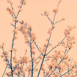 Flowers growing on tree