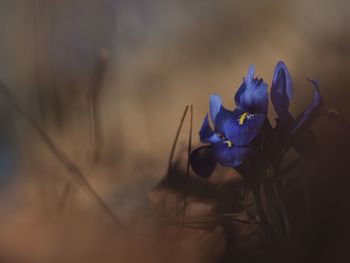 Close-up of flowers against blurred background