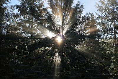 Low angle view of trees against sky