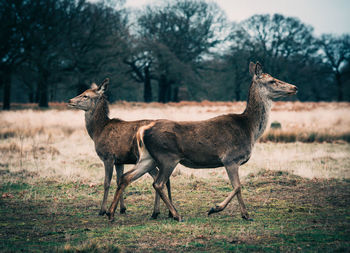 Side view of deer standing on land