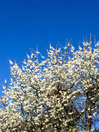 Low angle view of flower tree against blue sky