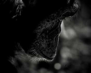 Close-up of  chimpanzees