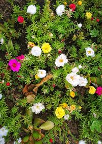 High angle view of flowers blooming outdoors