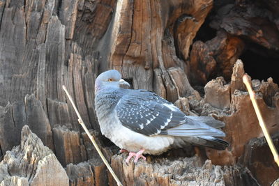 Bird perching on wood