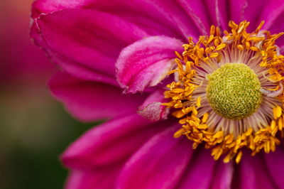 Full frame shot of pink flower