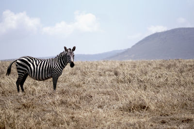 Zebra on field