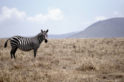 Zebra on field with mountain on the background