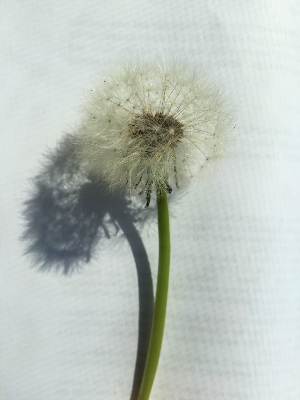 CLOSE-UP OF DANDELION AGAINST WHITE WALL