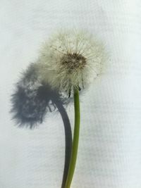 Close-up of dandelion on white flower