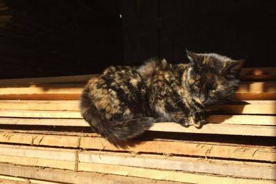 High angle view of a cat