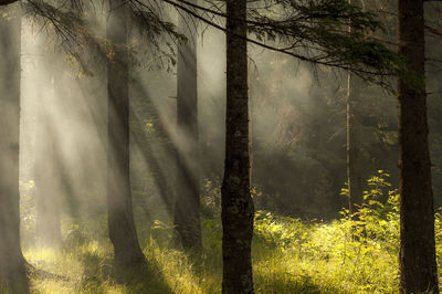 Trees growing on field in forest