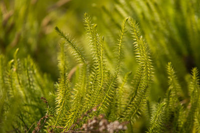 Close-up of fern leaves