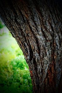 Close-up of tree trunk