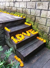 Yellow flowers growing on plant