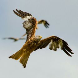 Low angle view of red kite flying against sky