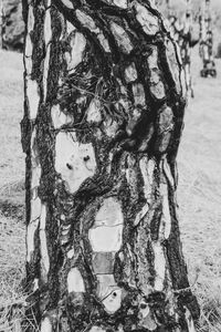 Close-up of tree trunk in winter