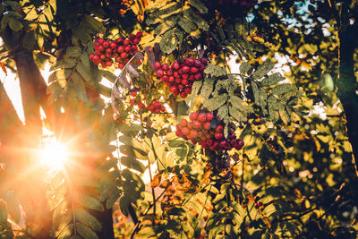 Red berries growing on tree