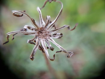 Close-up of wilted flower