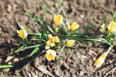 Close-up of yellow crocus flowers on field