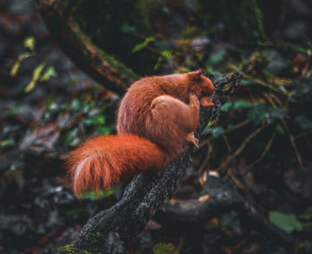Squirrel in a forest