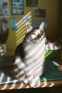 Portrait of cat sitting at home
