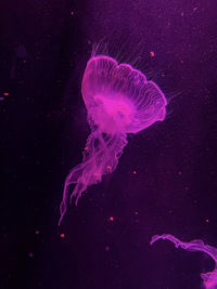 jellyfish