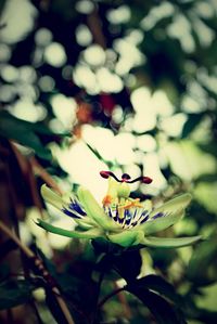 Close-up of flowers