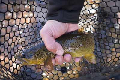 A fly fisherman holds a brown trout in his net.