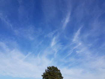 Low angle view of trees against blue sky