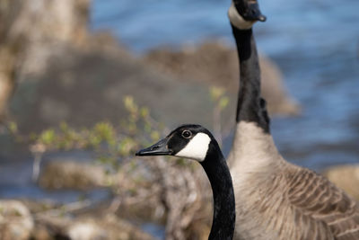 Baby geese explore a michigan metro park