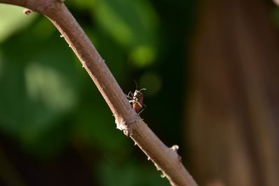 Close-up of insect perching on plant