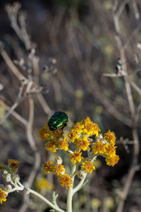 Close-up of insect on yellow flower