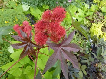 Close-up of red plant