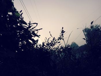 Low angle view of silhouette plants on field against sky