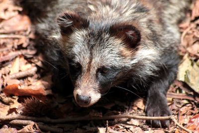 Close-up of raccoon on field