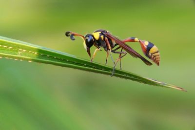 Close-up of insect on plant