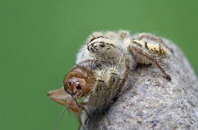 Close-up of spider