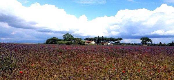 Scenic view of field against sky