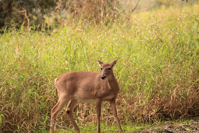 White-tailed deer odocoileus virginianus forages for clover in the wetland