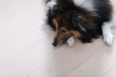 High angle view of dog lying on floor