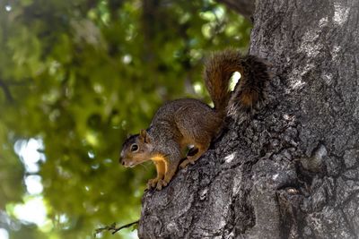 Close-up of squirrel eating tree