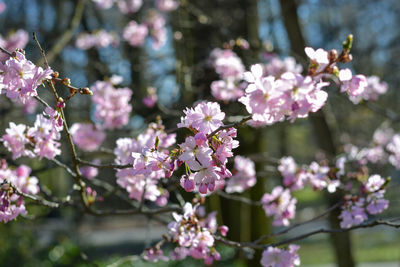 Close-up of pink cherry blossoms in spring